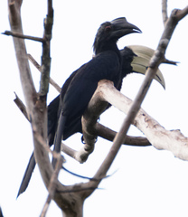 Anthracoceros malayanus