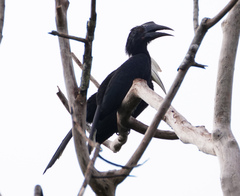 Anthracoceros malayanus