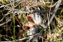 Hakea actites