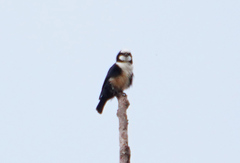 Microhierax latifrons