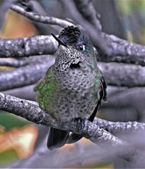 Sephanoides sephaniodes