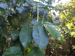 Piper tuberculatum