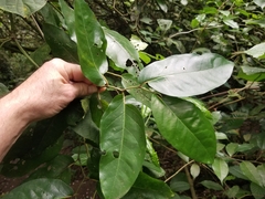 Piper tuberculatum