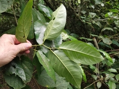 Piper tuberculatum