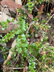 Vaccinium confertum
