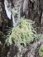 Ramalina peruviana