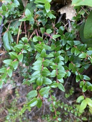 Vaccinium confertum