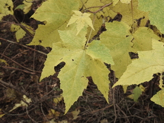 Rubus odoratus