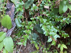 Vaccinium confertum