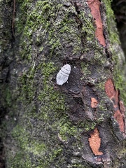Coelostomidia zealandica