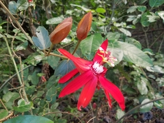 Passiflora vitifolia