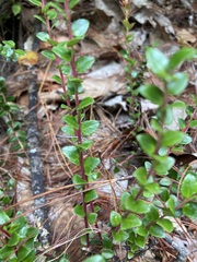 Vaccinium confertum