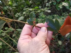 Passiflora vitifolia