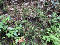 Vaccinium confertum