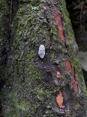 Coelostomidia zealandica