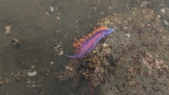 Flabellinopsis iodinea