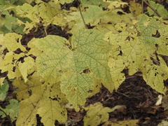 Rubus odoratus
