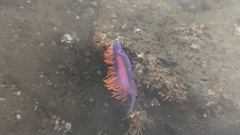 Flabellinopsis iodinea