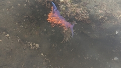 Flabellinopsis iodinea