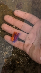 Flabellinopsis iodinea