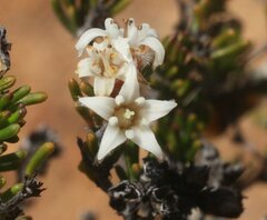 Cryptandra leucopogon