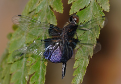 Rhyothemis triangularis
