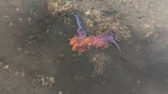 Flabellinopsis iodinea