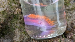 Flabellinopsis iodinea