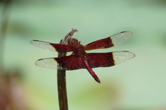 Camacinia gigantea