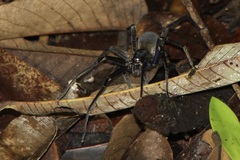 Ancylometes bogotensis