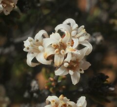 Cryptandra leucopogon