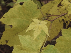 Rubus odoratus