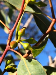 Eucalyptus rudis