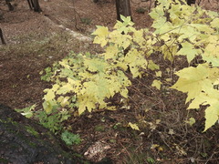 Rubus odoratus