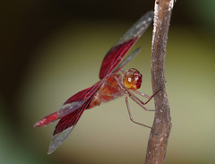 Camacinia gigantea