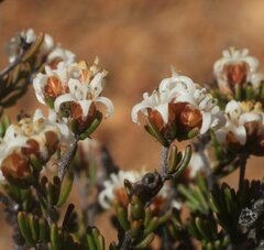 Cryptandra leucopogon