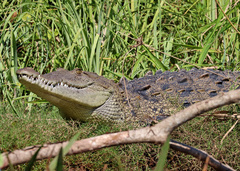 Crocodylus acutus