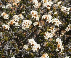 Cryptandra leucopogon