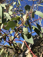 Eucalyptus rudis
