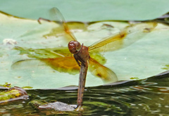 Camacinia gigantea