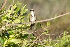 Gliciphila melanops