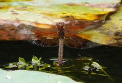 Camacinia gigantea