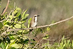 Gliciphila melanops