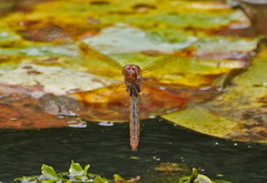 Camacinia gigantea