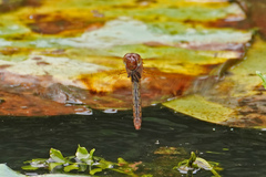 Camacinia gigantea