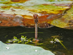 Camacinia gigantea