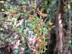 Cyrtochilum