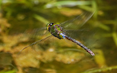Anax panybeus