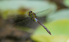 Anax panybeus