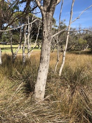 Eucalyptus rudis